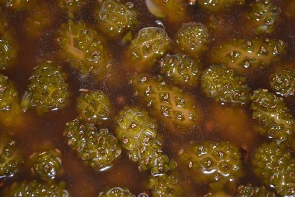 Marmellata originale di pigne