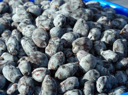 Come preparare la marmellata dal caprifoglio