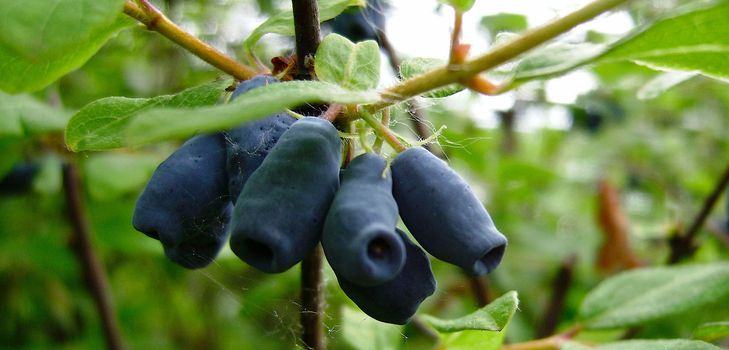 Come preparare la marmellata dal caprifoglio