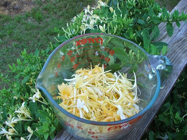 Marmellata di caprifoglio