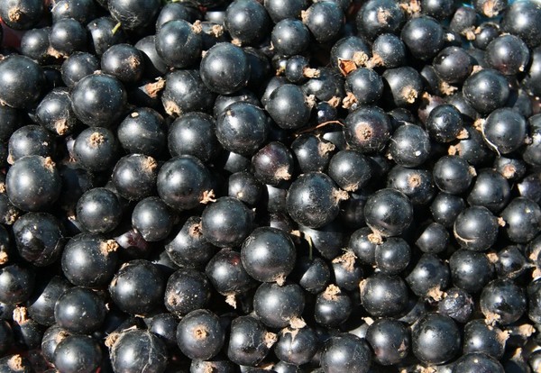 Vino dal ribes in casa - nero, bianco, rosso, senza lievito e con loro. Ricette semplici e tradizionali di vino della casa dai colori ribes