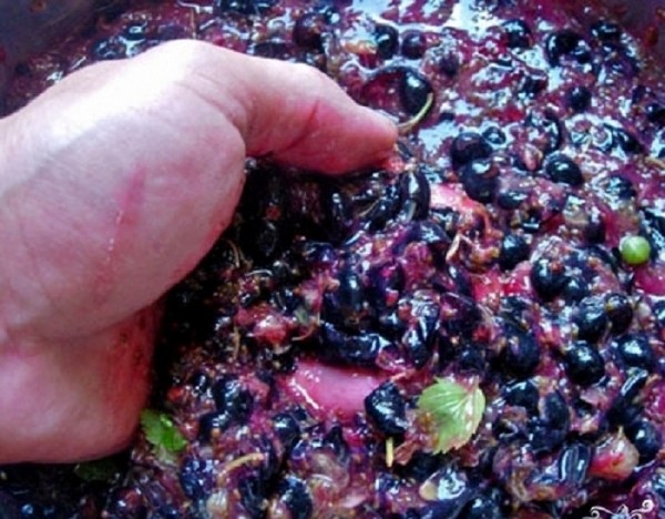 Vino dal ribes in casa - nero, bianco, rosso, senza lievito e con loro. Ricette semplici e tradizionali di vino della casa dai colori ribes