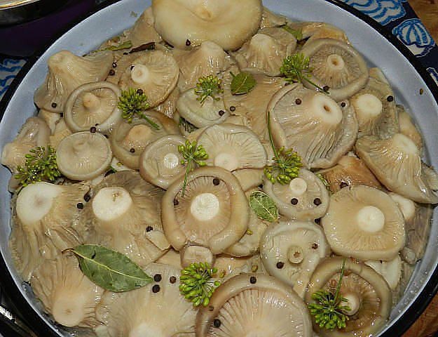 Metodo freddo di raccolta dei funghi