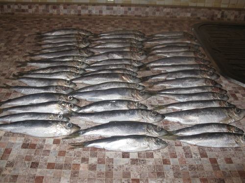 Pesce in scatola