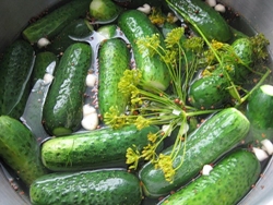 Raccolta di cetrioli per l'inverno