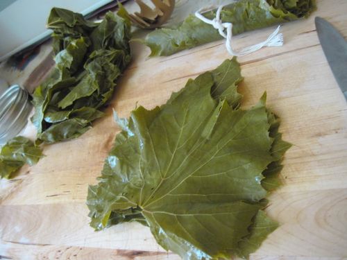 Come sottaceto foglie di vite per dolma