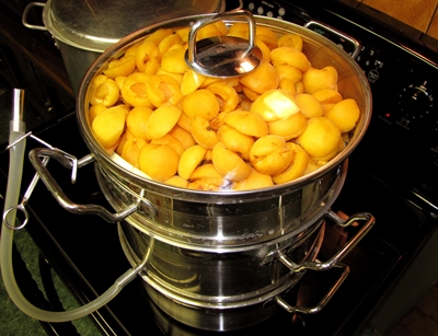 Billette di albicocche per l'inverno