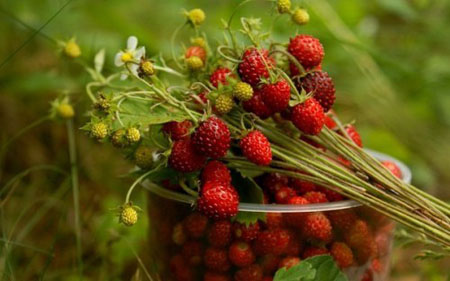 La marmellata di fragole è un rimedio per i raffreddori