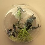 Florarium: la decorazione originale del tuo interno Florarium: la decorazione originale del tuo interno