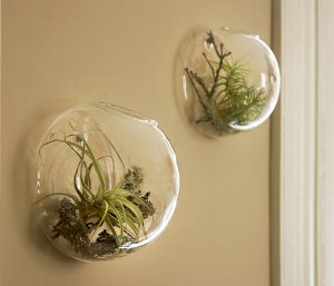 Florarium: la decorazione originale del tuo interno Florarium: la decorazione originale del tuo interno