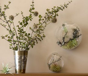 Florarium: la decorazione originale del tuo interno