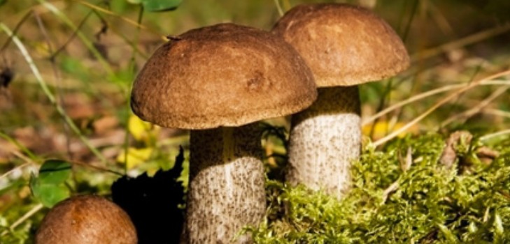 Parti inferiori: ricette per cucinare piatti a base di funghi