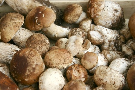 Parti inferiori: ricette per cucinare piatti a base di funghi
