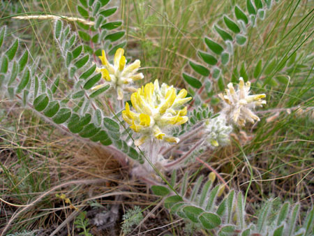 Astragalus: proprietà terapeutiche, foto, applicazione