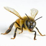 Cosa fare dopo le punture degli insetti? Cosa fare dopo le punture degli insetti?