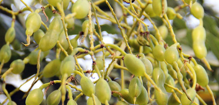 Cos'è la giapponese Sophora? Le sue proprietà medicinali e applicazione