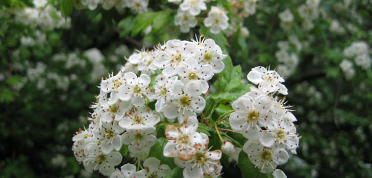 Fiori biancospino: proprietà medicinali, applicazione nella medicina popolare