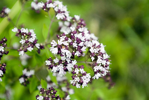 Origano, le sue proprietà medicinali e applicazione
