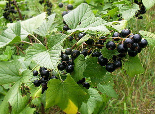 Come raccogliere, asciugare e produrre foglie di ribes. struttura