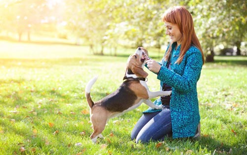 Quali malattie dei cani sono pericolose per l'uomo