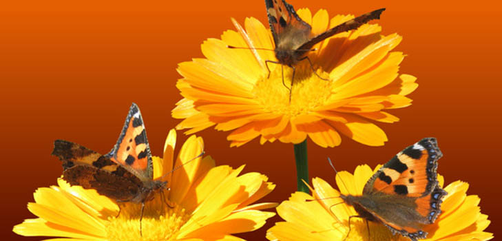 Calendula: proprietà medicinali, applicazione in medicina popolare