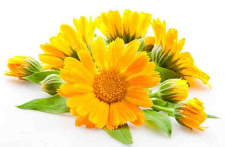 Calendula: proprietà medicinali, applicazione in medicina popolare