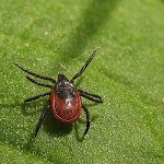 Tick borreliosi Tick borreliosi