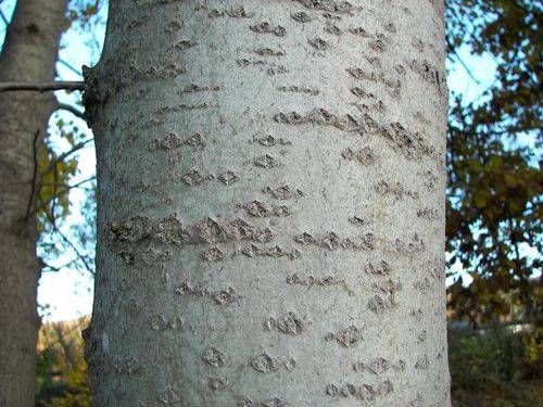 Le proprietà curative della corteccia di pioppo