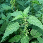 Proprietà terapeutiche dell'ortica Proprietà terapeutiche dell'ortica