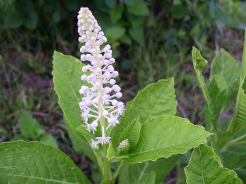Proprietà terapeutiche dei lakonos