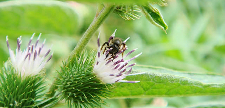 Proprietà terapeutiche del burdock e della sua applicazione