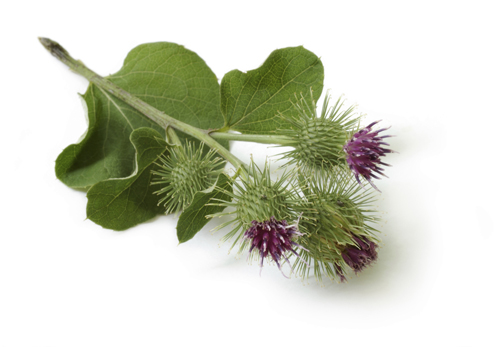 Proprietà terapeutiche del burdock e della sua applicazione