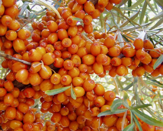 Trattamento di olio di olivello spinoso