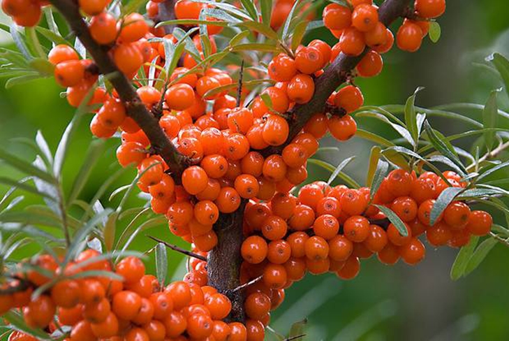Farmacia nazionale: come fare l'olio dal mare-buckthorn