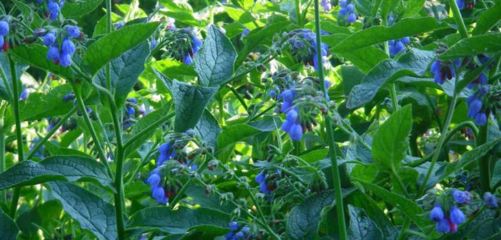 Comfrey officinalis: applicazione e proprietà medicinali di comfrey