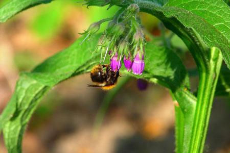 Comfrey officinalis: applicazione e proprietà medicinali di comfrey