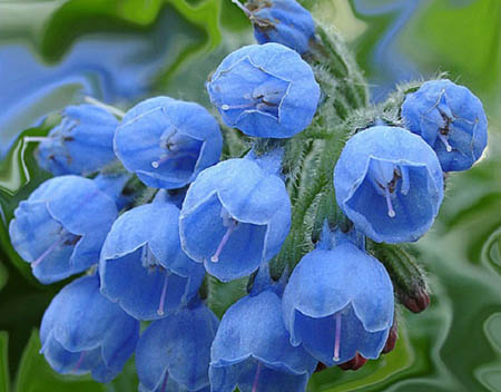 Comfrey officinalis: applicazione e proprietà medicinali di comfrey