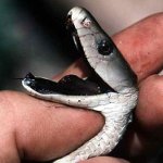 Primo aiuto con un morso di serpente Primo aiuto con un morso di serpente
