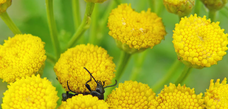 Tansy: proprietà medicinali, applicazione nella medicina popolare