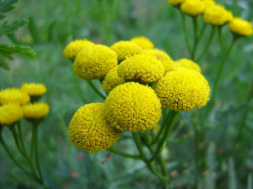 Tansy: proprietà medicinali, applicazione nella medicina popolare