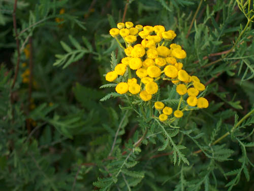 Tansy: proprietà medicinali, applicazione nella medicina popolare