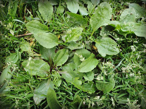 Piantaggine. Proprietà terapeutiche e controindicazioni