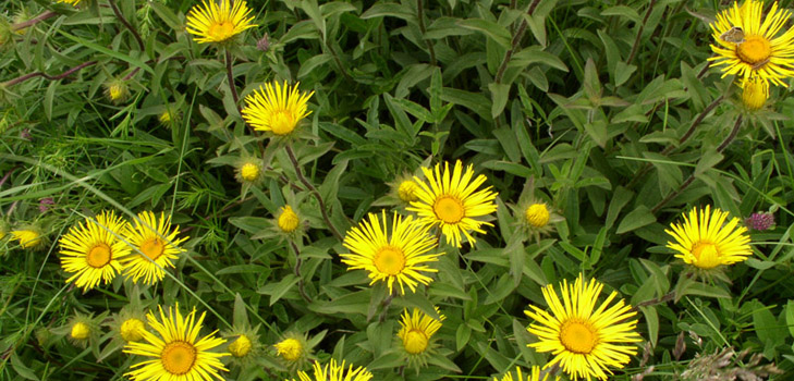 Proprietà utili di elecampane e il suo uso nella medicina popolare