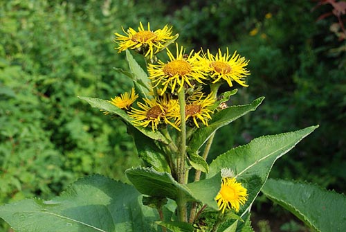 Proprietà utili di elecampane e il suo uso nella medicina popolare