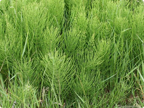 Proprietà utili del campo di equiseto. Applicazione nella medicina popolare