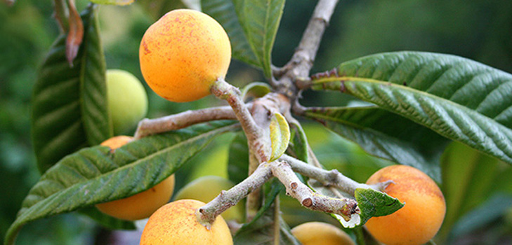 Proprietà utili di medlar, applicazione in medicina