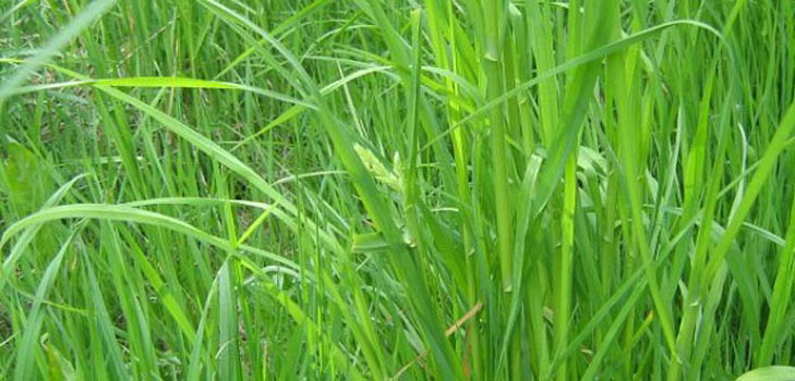 Proprietà utili di erba di grano. Ricette della medicina tradizionale