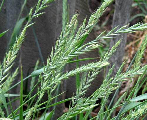 Proprietà utili di erba di grano. Ricette della medicina tradizionale