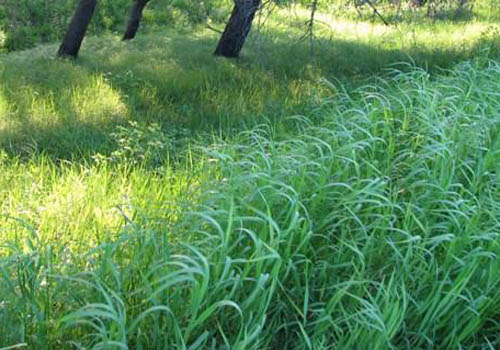 Proprietà utili di erba di grano. Ricette della medicina tradizionale