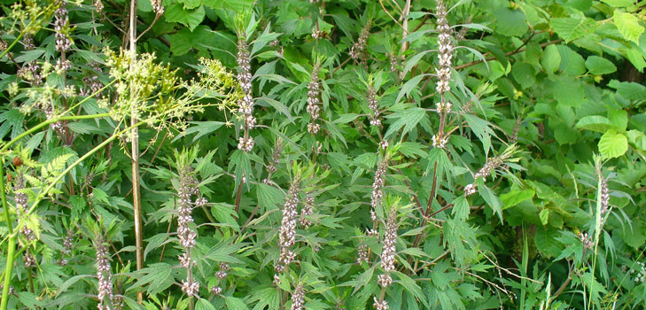 Proprietà utili del motherwort